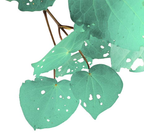 Healing Kawakawa Balm