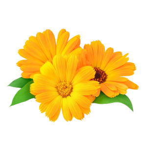 Healing Kawakawa Balm