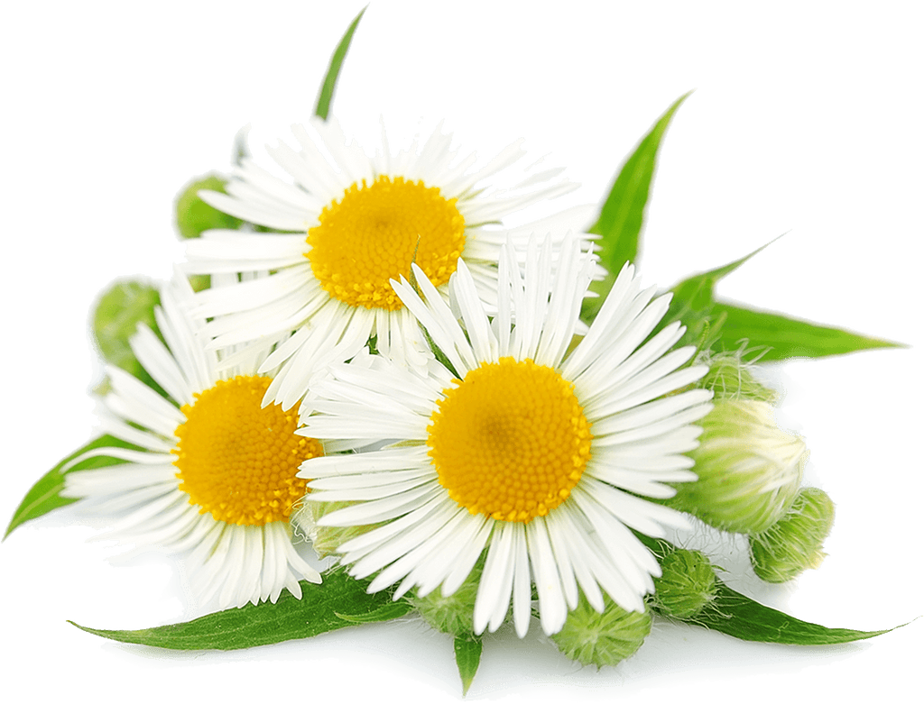 Sensitive Skin Kawakawa Bubblebath